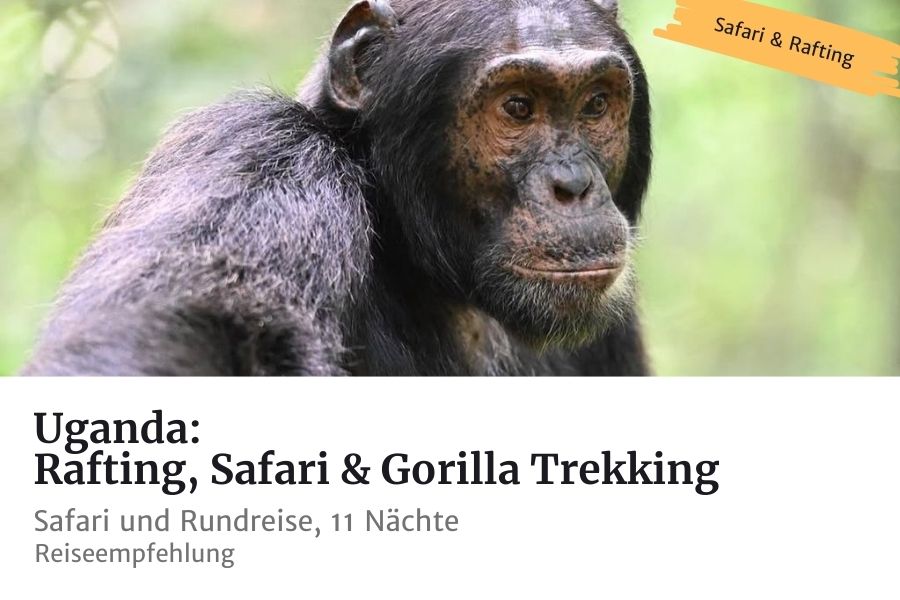 Schimpansen und Gorillas sehen