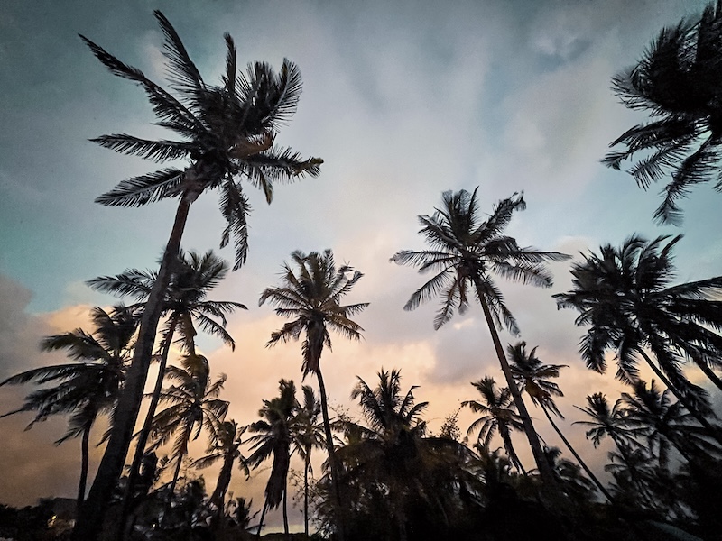 Secreto Travel Mosambik Palm Trees