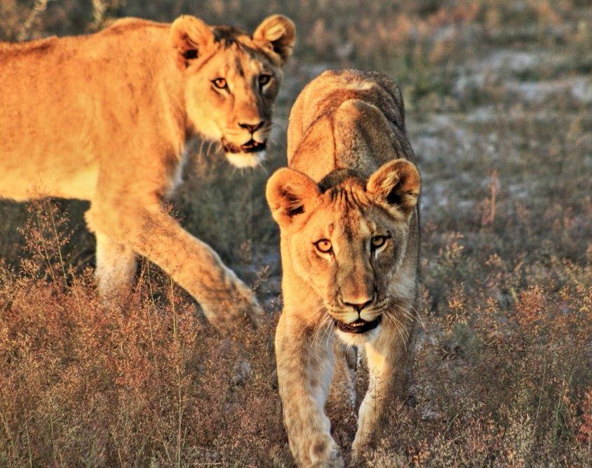 Secreto Travel Safari Lions