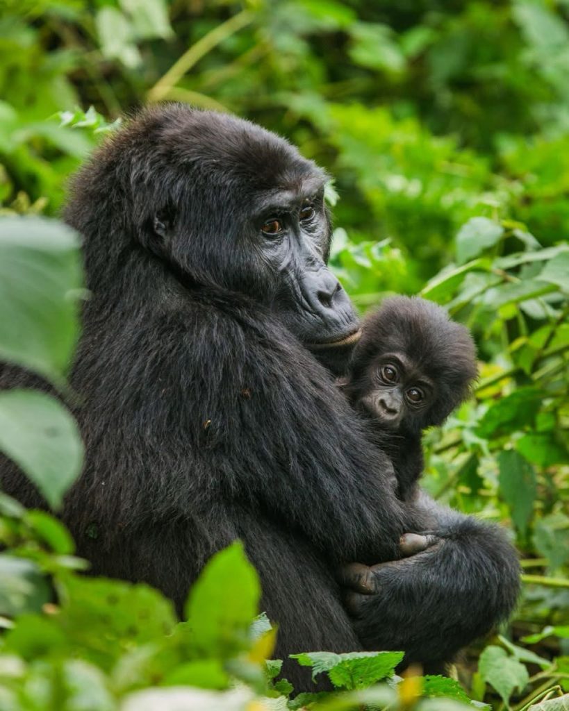 Baby Gorilla