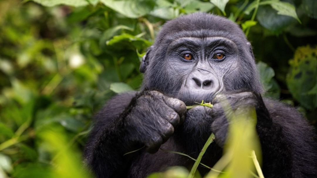 Gorilla Trekking