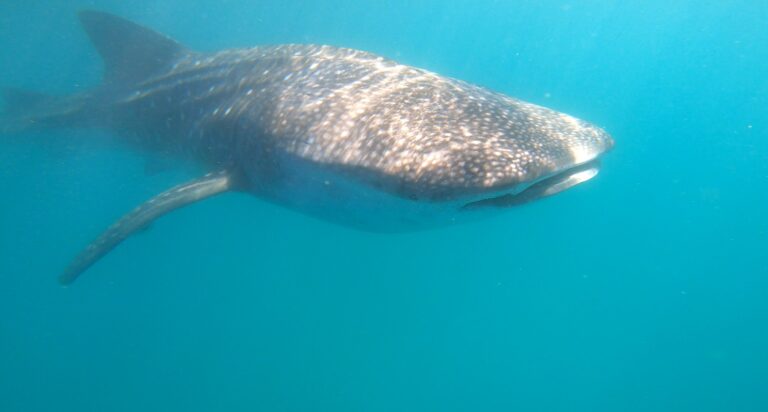 Whaleshark Mozambique